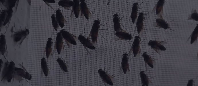 Dedetização de Moscas em São Paulo 24 HORAS
